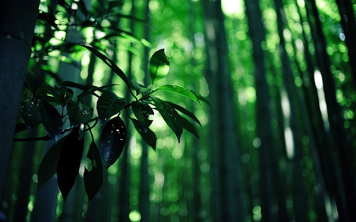 forest, HD wallpaper
