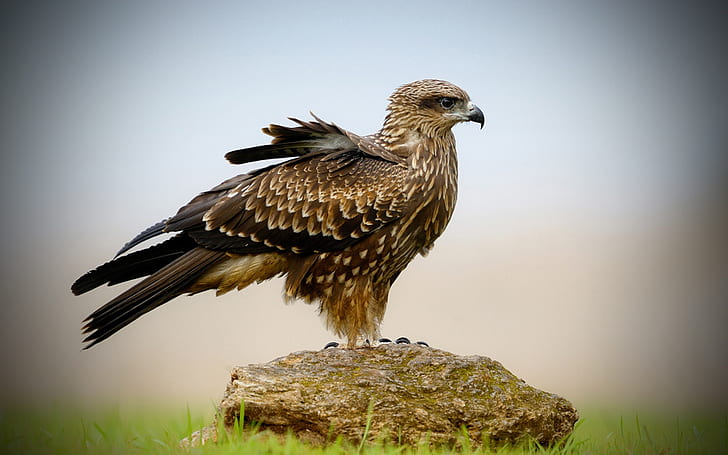 Hawk's beak, brown and black bird, Hawk, Beak, HD wallpaper