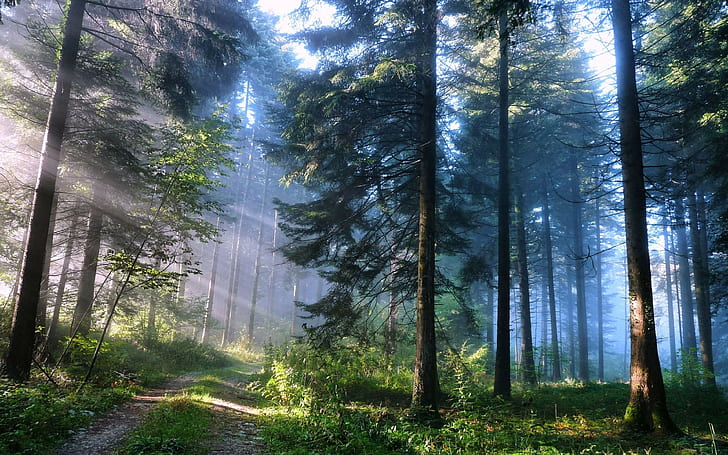 자연, 나무, 숲도, HD 배경 화면