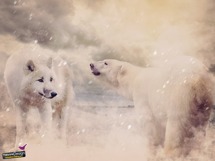 niedźwiedzie, wilk, śnieg, przyroda, dzika przyroda, Tapety HD