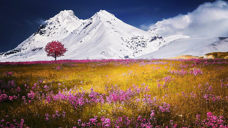 планини, снежна покривка, снежна шапка, пролет, цъфтеж, цветно поле, цветно, поле, облак, ливада, цъфтящо дърво, дърво, HD тапет