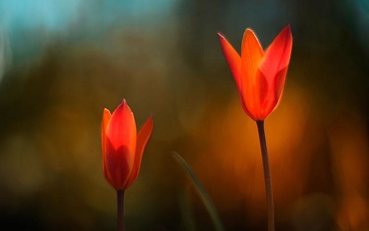 Flores vermelhas-Windows 8 1 visualização Desktop widescreen .., orange flowers, HD papel de parede