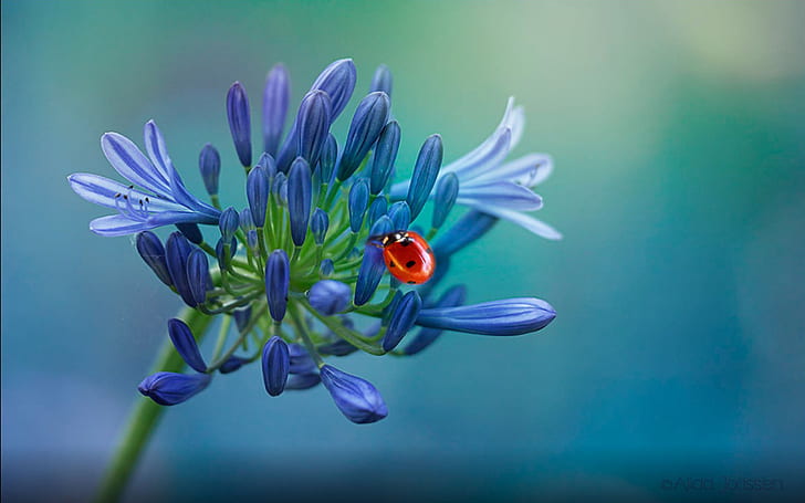 Red Ladybug บนวอลล์เปเปอร์ HD ดอกไม้สีน้ำเงินดาวน์โหลดสำหรับมือถือ 2560 × 1600, วอลล์เปเปอร์ HD