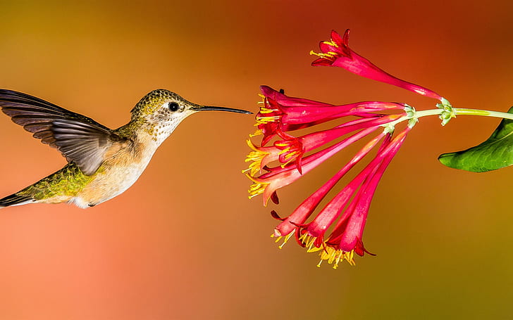 Koliber latający, czerwone kwiaty, koliber, latający, czerwony, kwiaty, Tapety HD