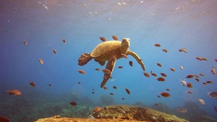 turtle, green, sea, reptile, ocean, fish, water, underwater, HD wallpaper