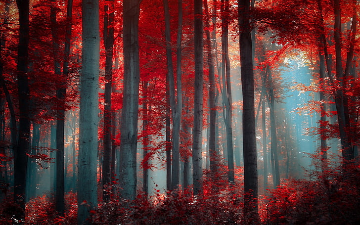 red, forest, nature, trees, HD wallpaper