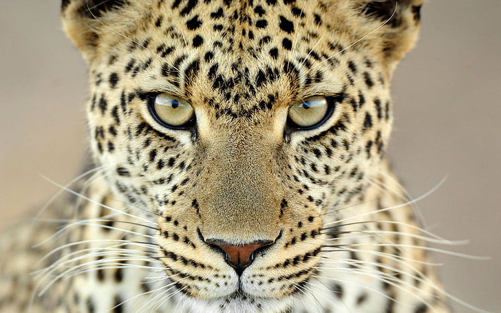 Leopard betina Tanzania, macan tutul coklat, hewan, macan tutul, Wallpaper HD