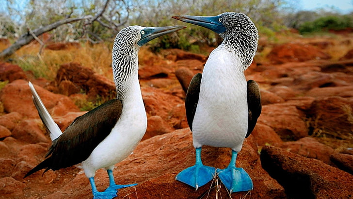 Birds, Blue-Footed Booby, HD wallpaper