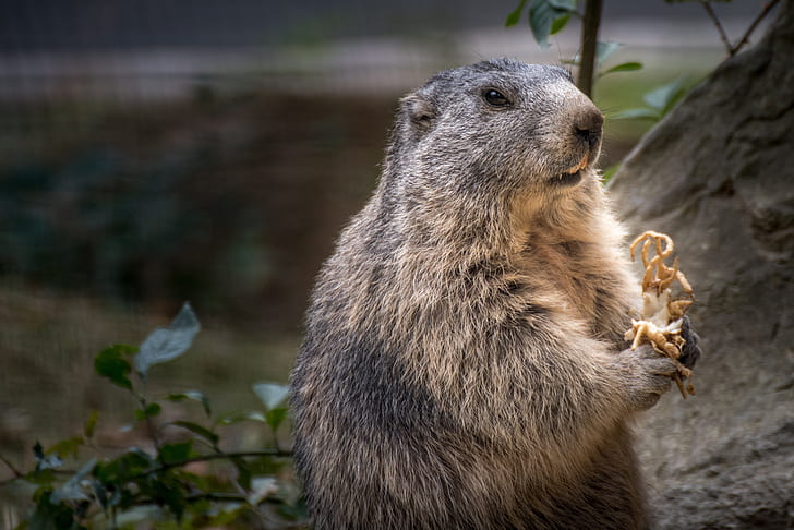 marmot, eating, fluffy, standing, Animal, HD wallpaper