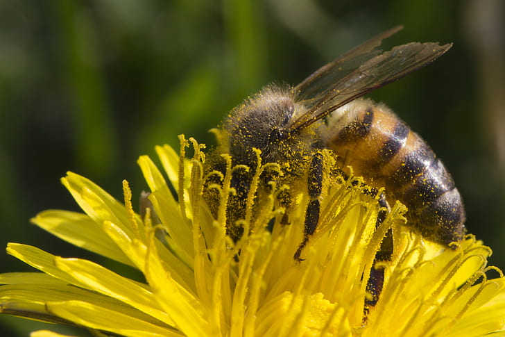 Abeja en flor amarilla, miel de abeja, abeja, miel de abeja, abeja abeja, amarillo, flor, abeja miel, polen, California, abeja, insecto, naturaleza, polinización, miel, macro, primer plano, planta, Fondo de pantalla HD