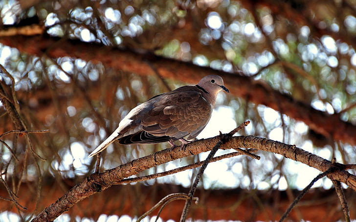 Seekor burung berdiri di cabang pohon, Burung, Berdiri, Pohon, Cabang, Wallpaper HD