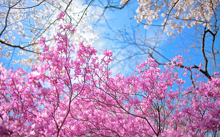 花木ピンクHD、桜、自然、花、木、ピンク、 HDデスクトップの壁紙