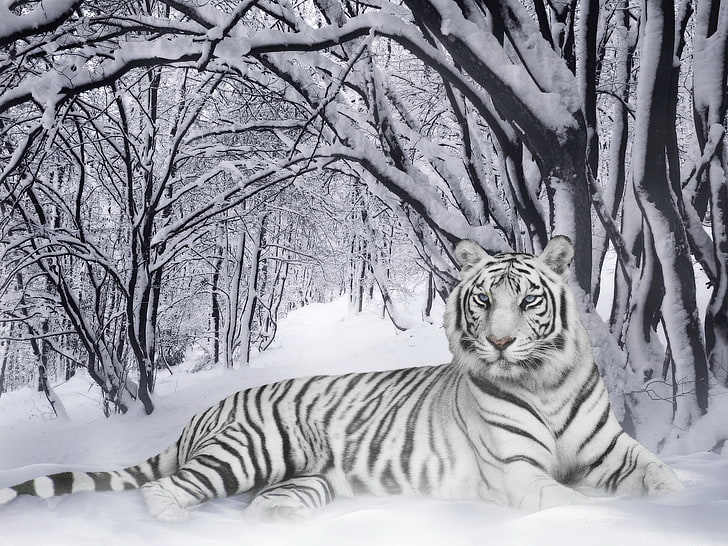 белый тигр, зима, полоски, тигр, черно-белый, хамелеон, HD обои
