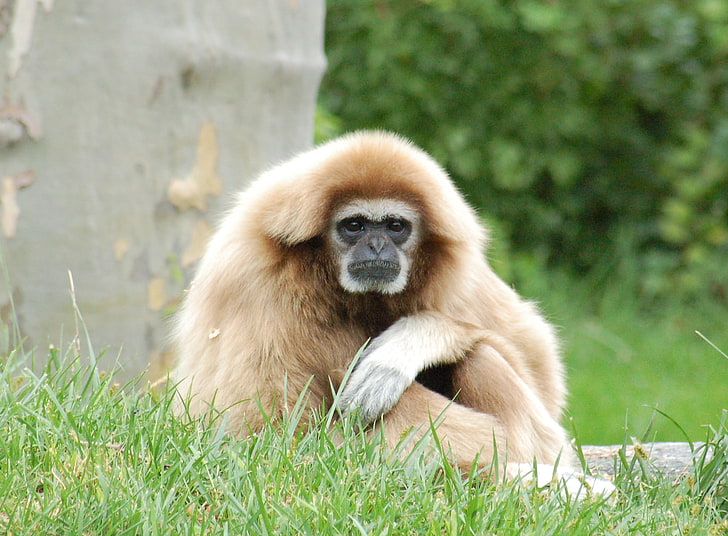 brown monkey, gibbon, legs, light, sit, monkey, HD wallpaper