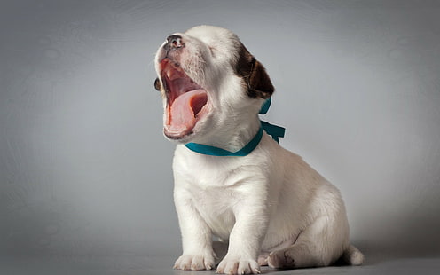 子犬犬の甘い、白と茶色の短いコーティングされた子犬、子犬犬の甘い、 HDデスクトップの壁紙 HD wallpaper