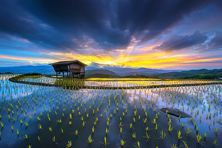 landscape photography of brown house on body of water, rice paddy, hut, terraces, water, mountains, clouds, yellow, blue, farm, sun rays, nature, landscape, HD wallpaper