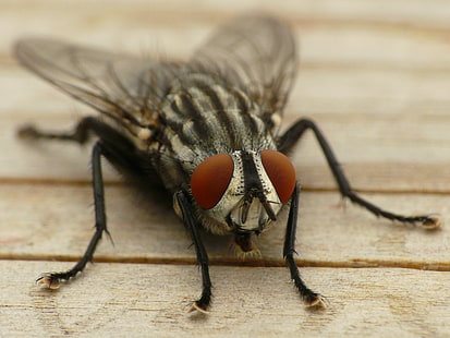 mosca preta e cinza, voar, olho, inseto, asas, close-up, HD papel de parede HD wallpaper