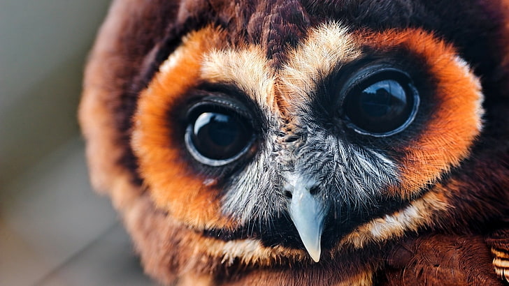 brown and gray owl, birds, owl, closeup, animals, eyes, HD wallpaper