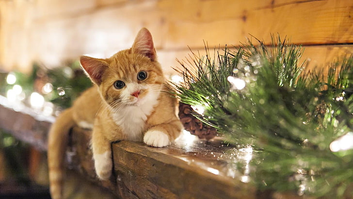 kot, boże narodzenie, Dekoracja, Boże Narodzenie, kominek, kotek, światła, Drewno, Tapety HD