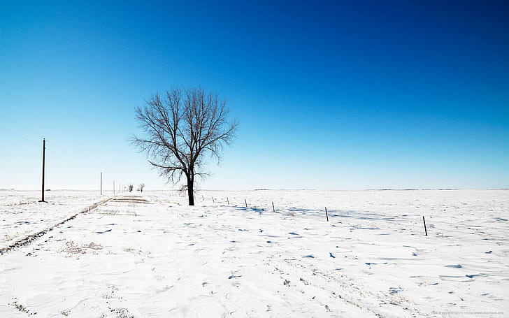 Alone in Snow, leafless tree, snow, alone, nature and landscape, HD wallpaper