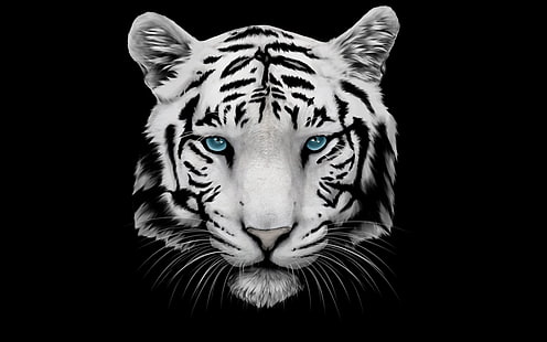 White Tiger and Blue Eyes, tiger, white tiger, HD wallpaper HD wallpaper