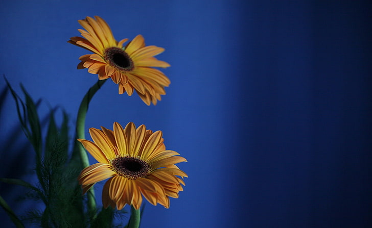 Flores de gerbera naranja, fondo azul, dos flores amarillas de la margarita de gerbera, naturaleza, flores, azul, naranja, fondo, gerbera, flores, Fondo de pantalla HD