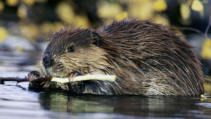 Beaver, Castor, Rodent, HD wallpaper