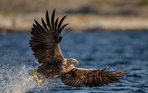 White-tailed eagle, predator, wings, flying, water, White, Tailed, Eagle, Predator, Wings, Flying, Water, HD wallpaper HD wallpaper