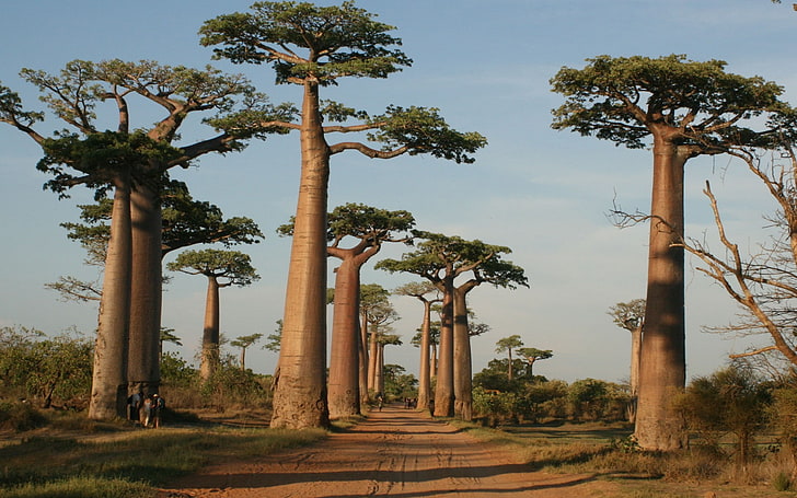 дървета, природа, Мадагаскар, растения, пейзаж, HD тапет