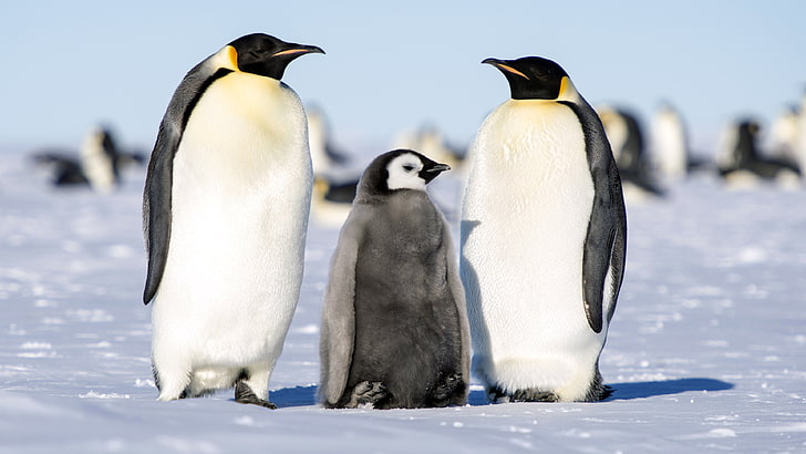 Pingüino Emperador Aptenodytes Forsteri Dos Adultos Pingüinos Macho Y  Hembra Con Un Cachorro Fondo De Pantalla Hd 3840 × 2160 | Wallpaperbetter
