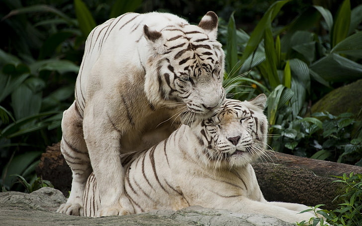 бяла и кафява тигрова плюшена играчка, природа, животни, тигър, бели тигри, големи котки, HD тапет