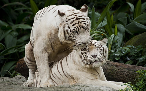 ตุ๊กตาเสือขาวและน้ำตาล, ธรรมชาติ, สัตว์, เสือ, เสือขาว, แมวใหญ่, วอลล์เปเปอร์ HD HD wallpaper