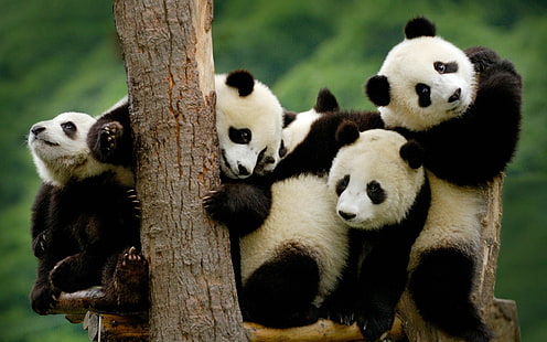 3, baby, Baer, bears, cute, Panda, Pandas, HD wallpaper HD wallpaper