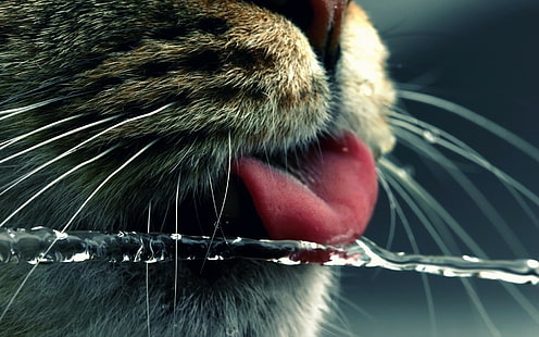 Katze, Wasser, Zungen, Tiere, HD-Hintergrundbild HD wallpaper