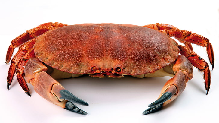 braune Krabbe, Krabbe, Abschluss oben, weißer Hintergrund, HD-Hintergrundbild