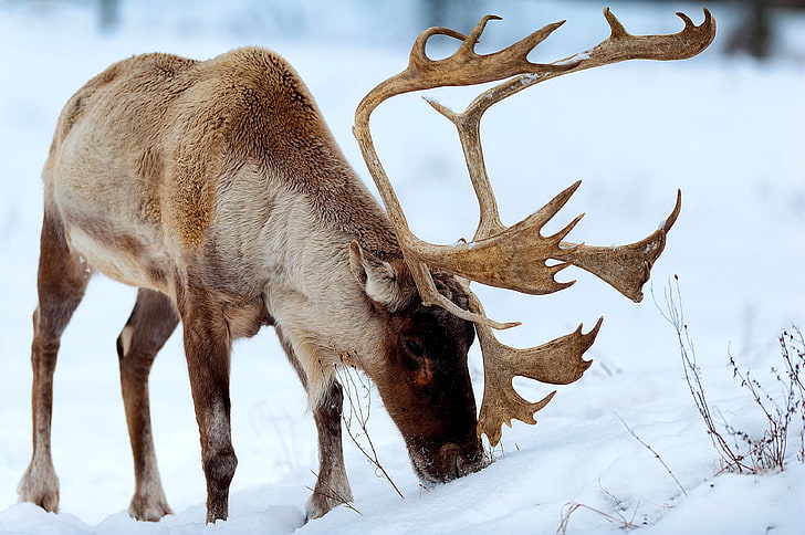 Snow Red Deer Eating Grass, brown moose, Animals, Deer, grass, snow, eat, HD wallpaper