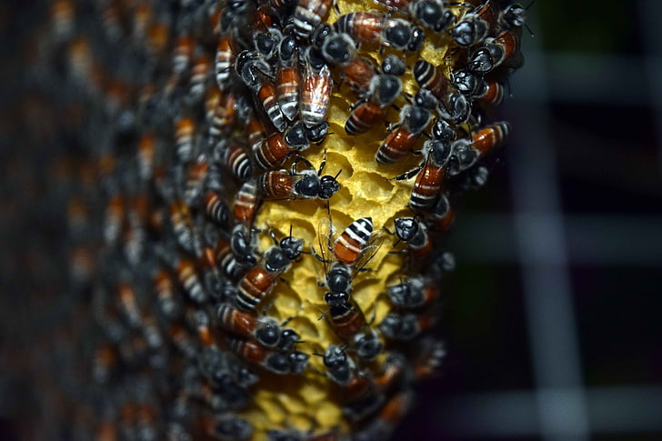 colony of bee, bees, honeycomb, honey, close-up, HD wallpaper