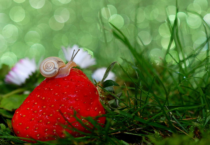 animal, close up, depth of field, fruit, gastropod, grass, macro, mollusk, shell, snail, strawberry, HD wallpaper