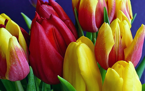 Fleurs de printemps rouge jaune et jaune rose tulipes Ultra Hd Wallpapers pour téléphones mobiles de bureau et ordinateur portable 5472 × 3420, Fond d'écran HD HD wallpaper