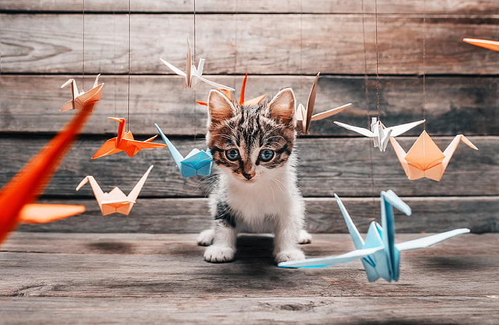 gray and white tabby cat, cat, mustache, the game, paws, blur, fluffy, tail, colorful, different, origami, hunter, Tomcat, position, crane, bokeh, paper, cranes, training, wallpaper., flying, HD wallpaper