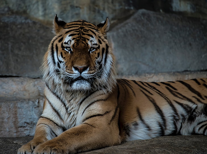 tigre marrone, bianca e nera, tigre, predatore, museruola, gatto grande, Sfondo HD