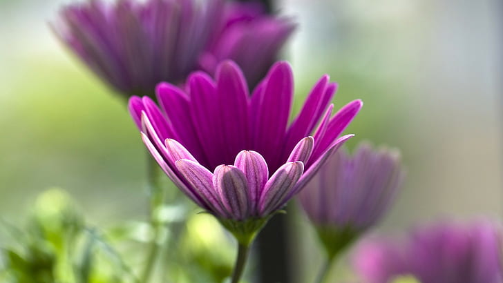 Coneflower, Purple Flowers, Macro, Nature, coneflower, purple flowers, macro, nature, HD wallpaper