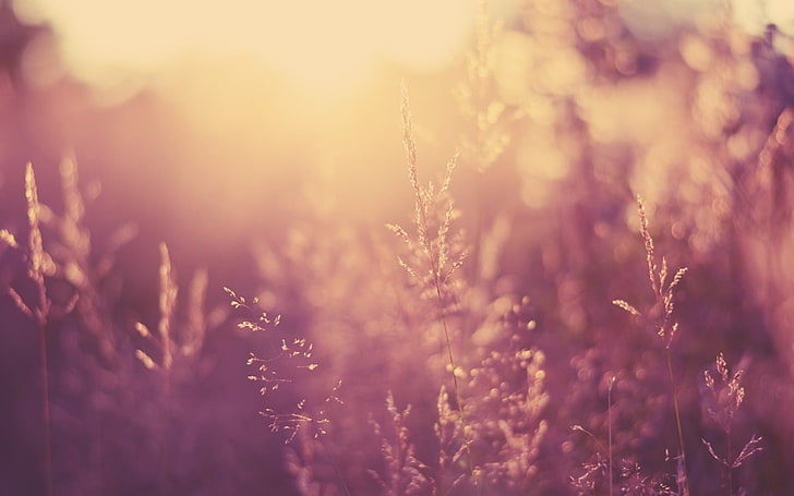 Schwarzweiss-Blumentextil, Fotografie, Natur, Pflanzen, Schärfentiefe, Sonnenuntergang, HD-Hintergrundbild