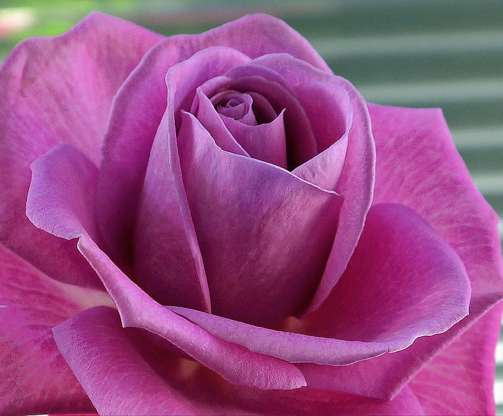 czerwona róża, róża, fioletowy, róża czerwona, Nottingham, Vaas, bokeh, kwiat, natura, roślina, płatek, zbliżenie, główka kwiatu, piękno natury, liść, różowy Kolor, świeżość, botanika, lato, Tapety HD