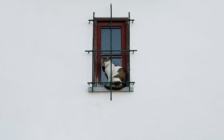 latar belakang sederhana, dinding, hewan, kucing, hewan peliharaan, jendela, kisi, latar belakang putih, Wallpaper HD