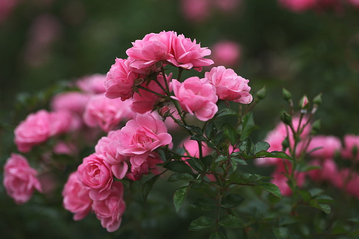rosa rosafarbene Blumen, Rosen, Blumenblätter, Unschärfe, Rosa, Knospen, HD-Hintergrundbild
