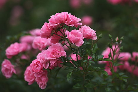 rosa rosafarbene Blumen, Rosen, Blumenblätter, Unschärfe, Rosa, Knospen, HD-Hintergrundbild HD wallpaper