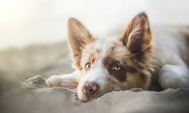 red and white Australian shepherd puppy, dog, eyes, face, sadness, HD wallpaper