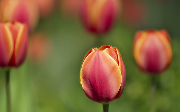Тюльпаны Macro Shot, розово-желтые лепестки цветов, тюльпаны, выстрел, макро, цветы, HD обои