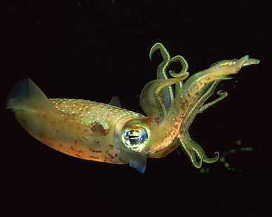Calamari HD, calamari marroni, animali, calamari, Sfondo HD HD wallpaper